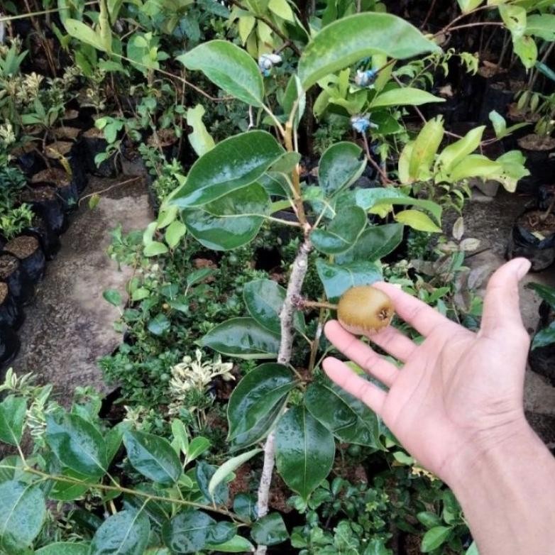 bibit buah pir kondisi berbunga