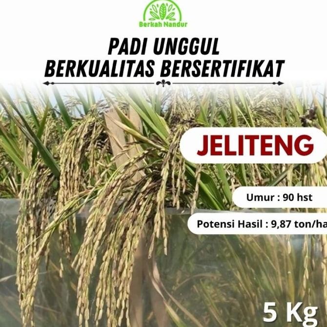|| BANANA / Benih Padi Hitam Jeliteng 5 kg ||~~~