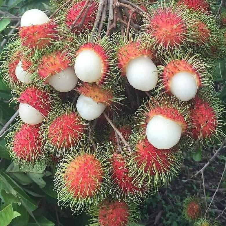 Bibit Tanaman Buah Rambutan Binjai-Bibit Hasil Cangkok-Bibit Rambutan Binjai