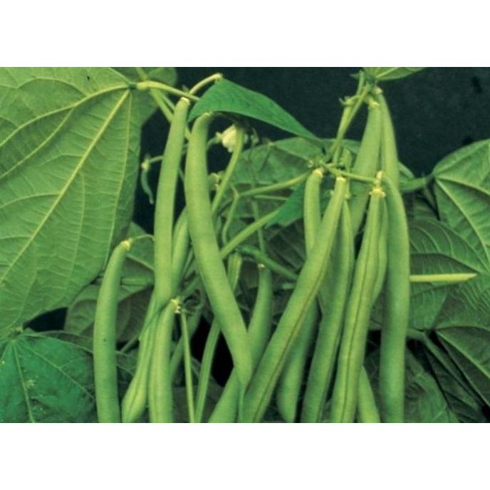 || BANANA / Benih-Bibit Buncis Tegak Tala - Bintang Asia ||~~~