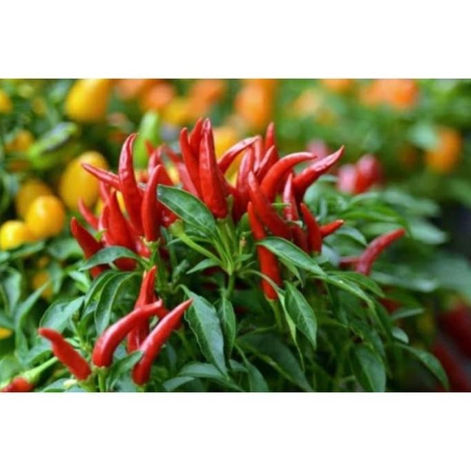 || BANANA / Cabai Hiyung - Bibit/ Benih/ Biji (Kemasan Baru) ||~~~