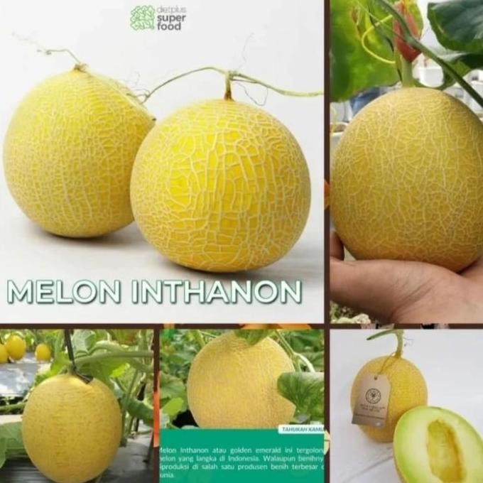 || BANANA / 100 Benih Bibit Biji Melon Inthanon Golden RZ, Premium Hibrida Seeds Super Manis ||~~~