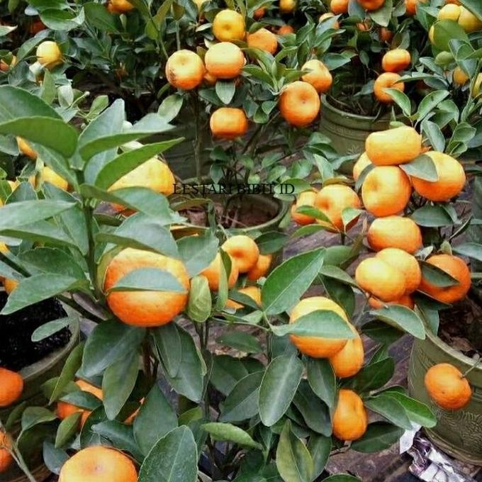 

Bibit tanaman buah jeruk santang madu kondisi berbuah FRESS