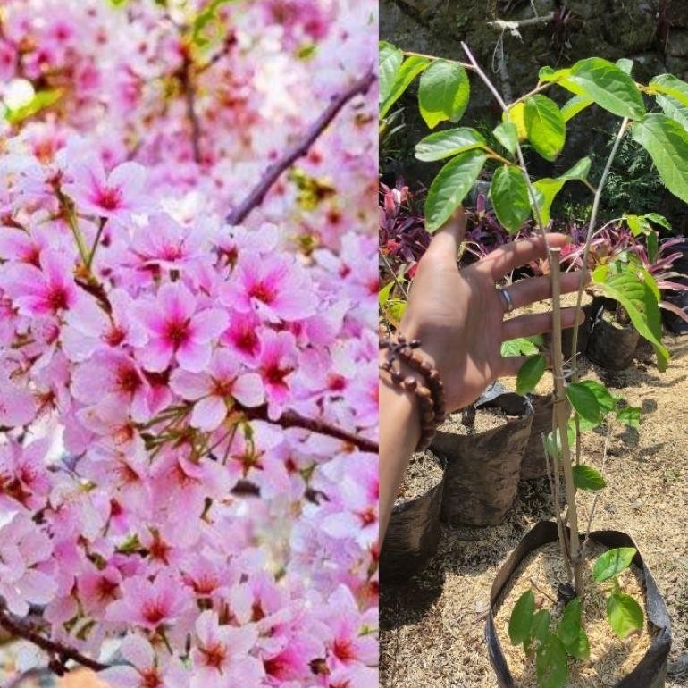 NEW Bibit pohon sakura jepang Cherry Blossom ( Asli Original Japan )