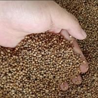 

Ready Ketumbar 100Gr Hitam Murni Asli Sangat Wangi | Bebas Cucian Obat Kimia | Cocok Untuk Teh Obat Kesehatan