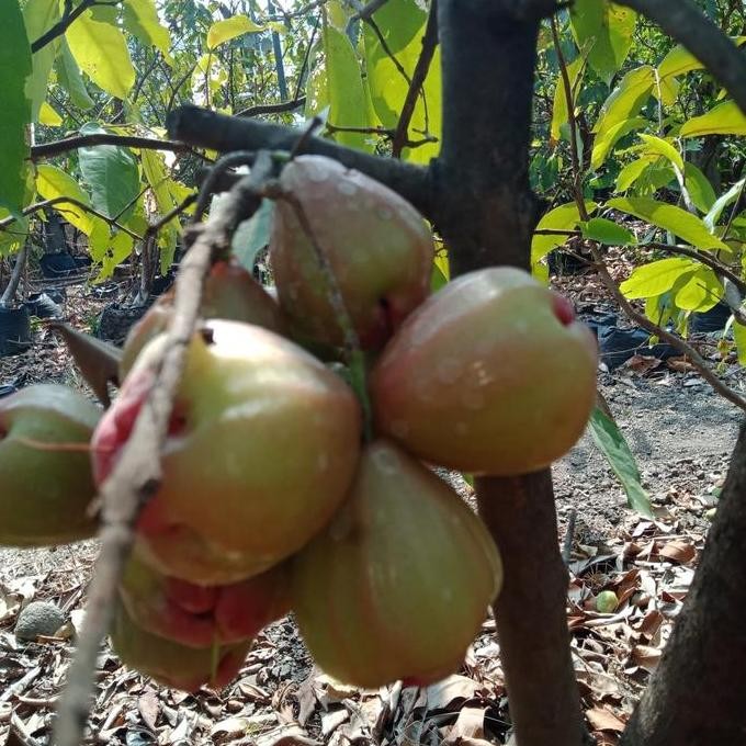 UNGGULAN bibit besar jambu air dalhari siap berbuah