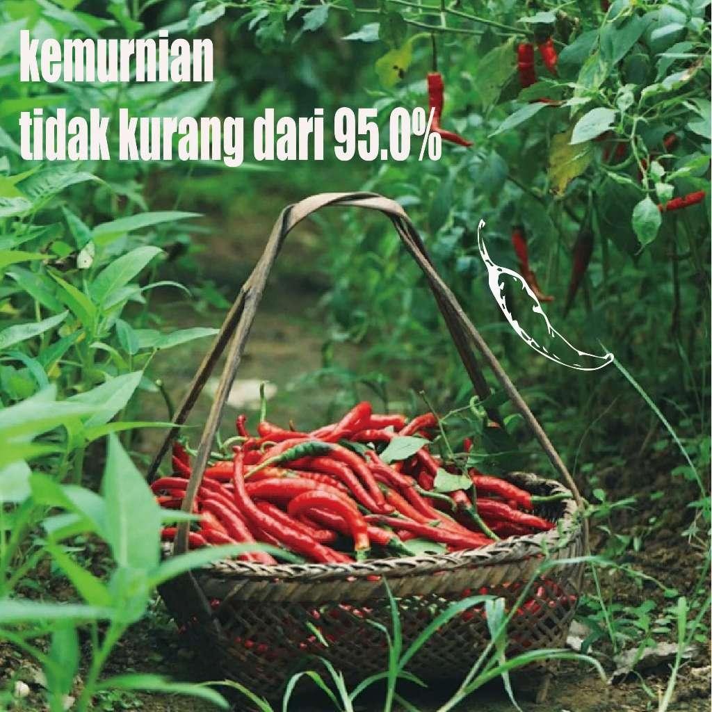3 Packet/Set Benih Bibit Cabai Diimpor Dari Jepang,Cabai Rawit Red Cluster Pepper Seeds,Benih Bibit 