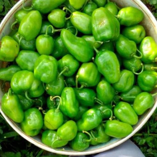

Terpercaya 1 Kg Cabe Gendot Cabai Bendot Segar Teh Shaty