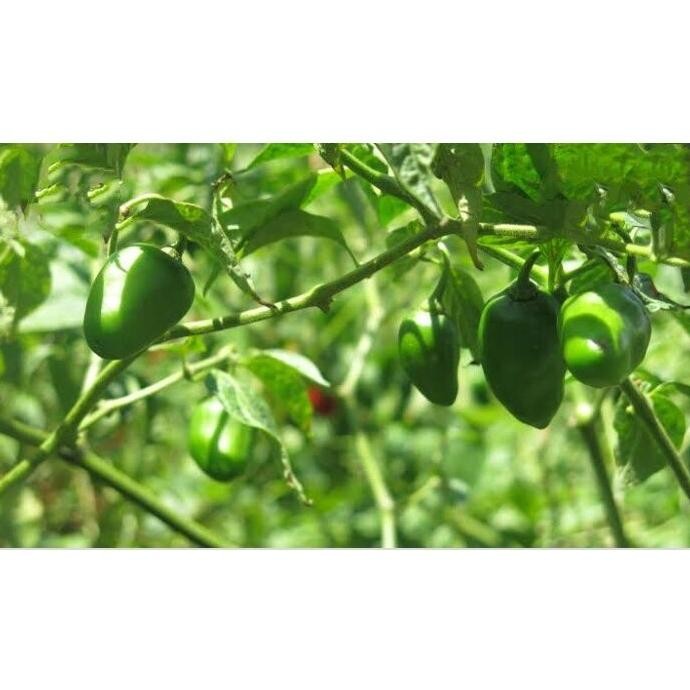 

Tepat Guna Cabe Gendot / Cabe Bendot / Cabe Gendol / 1 Kg / Fresh / Segar / Sayuran / Cabai