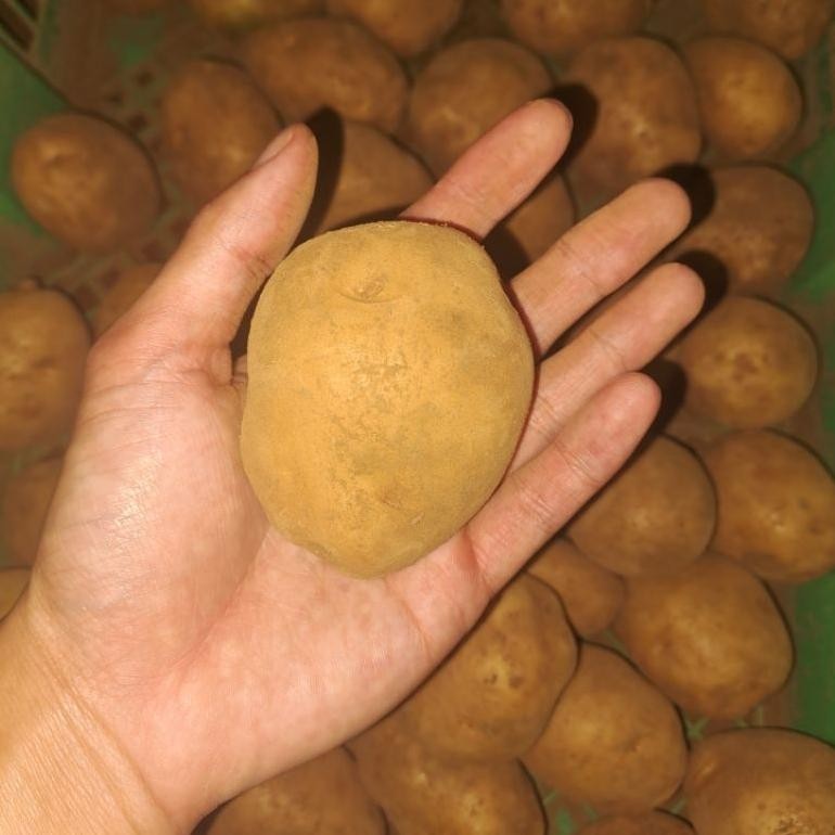 

Bisa Disesuaikan Kentang Dieng Sedang 1 Kg Isi 8-15