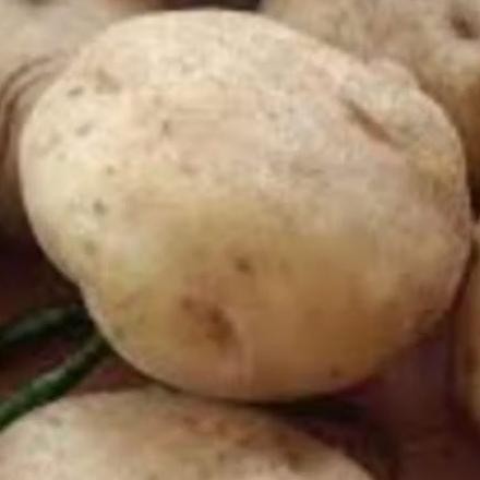 

Dapatkan Kentang Kuning Besar