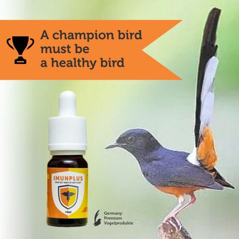 Terlaris Vitamin Obat Nyilet Burung Murai batu super ampuh import Terbaru