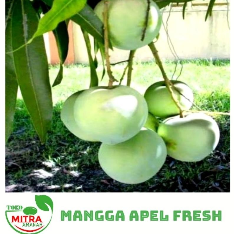 

Termurah Mangga Muda Apel Fresh 600 Gr