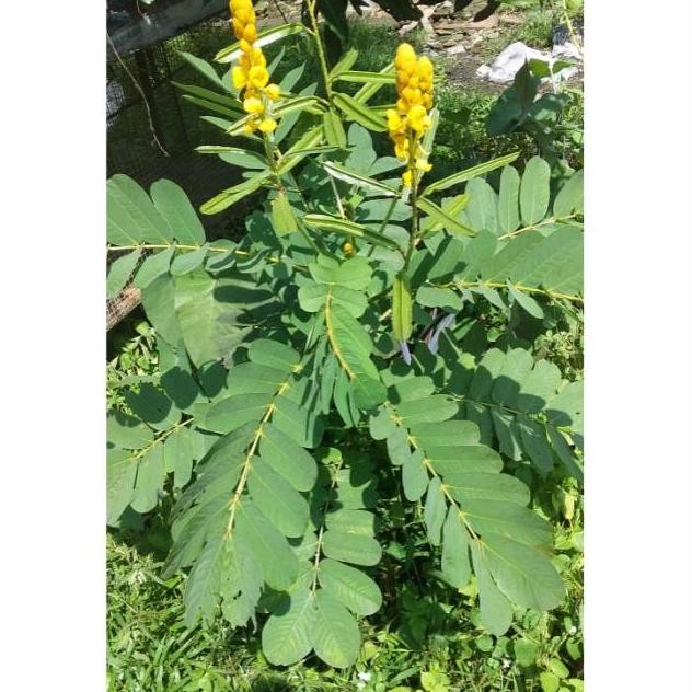 

Terlaris Daun Ketepeng Cina Atau Kimanila Segar 100Gram Siap Petik Dari Pohon