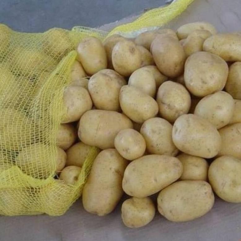 

Kenyamanan Kentang Dieng Ukuran Sedang 1Kg Murah Dan Berkualitas