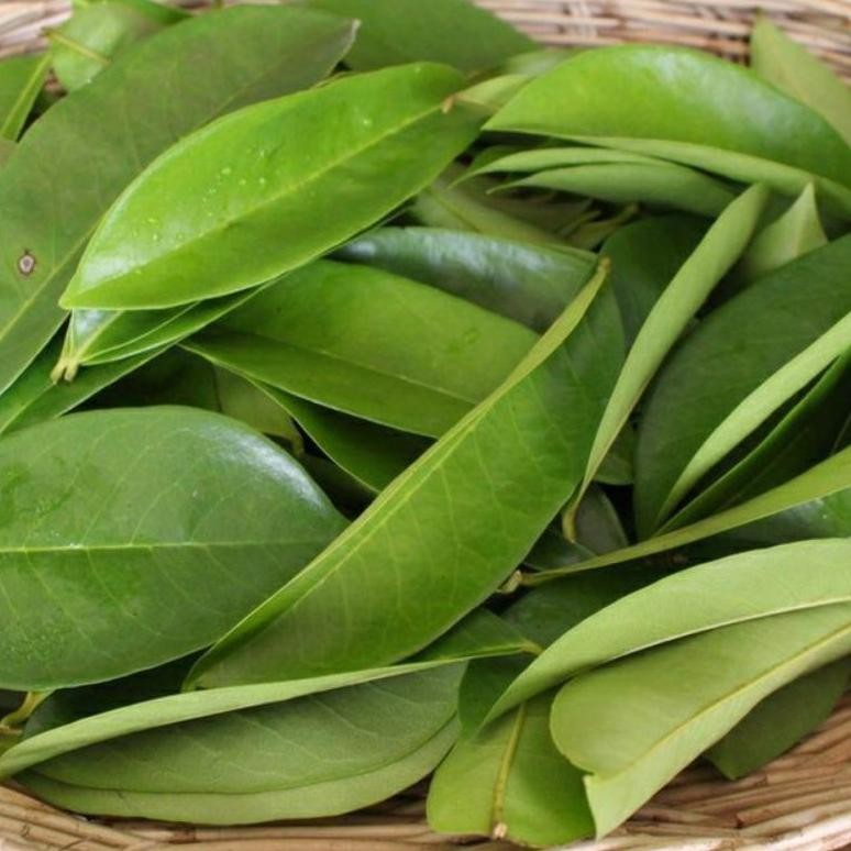 

Efisien Belanja Disini Daun Sirsak Segar 100 Lembar /Daun Nangka Belanda Obat Herbal