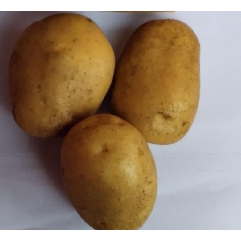 

Terjangkau Kentang Besar Jumbo Super[ Juragan Lokal ] 1 Kg