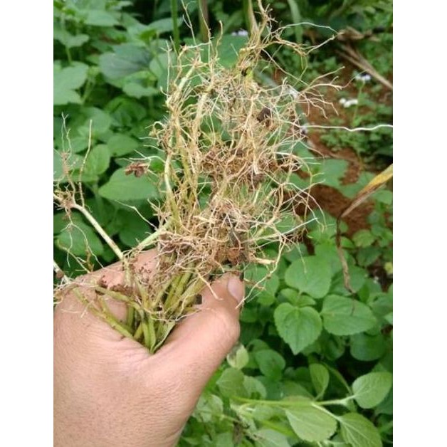 

Kenyamanan 200Gr Daun Bandotan Segar Daun Babadotan Kista Asam Urat Diabetes