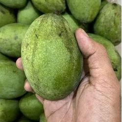 

Inovasi Mangga Madu Lokal