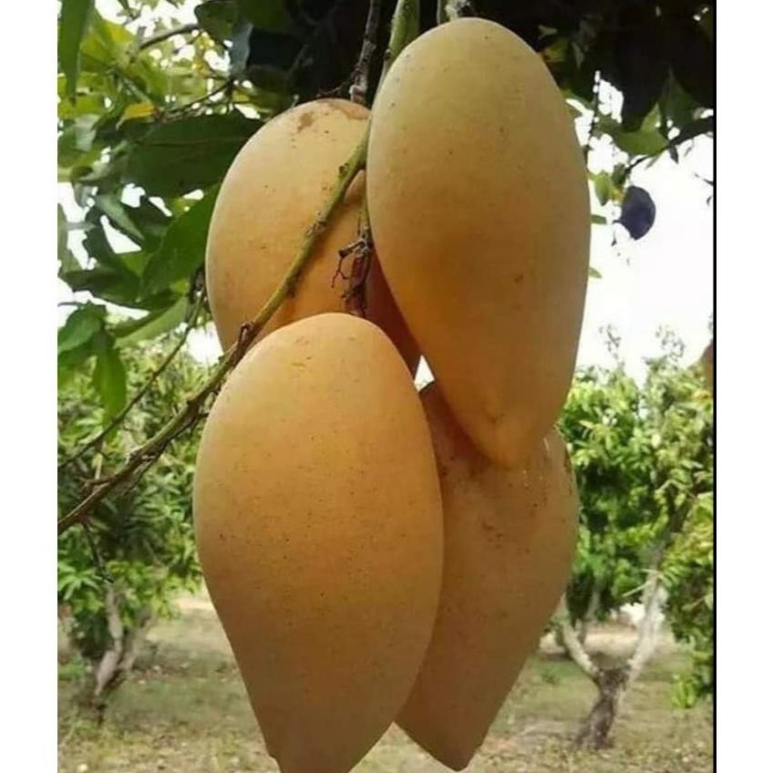 

Inovatif Mangga Okyong Muda Atau Yg Tua 1Kg Isi 4,5,6 Bisa Reques Capur