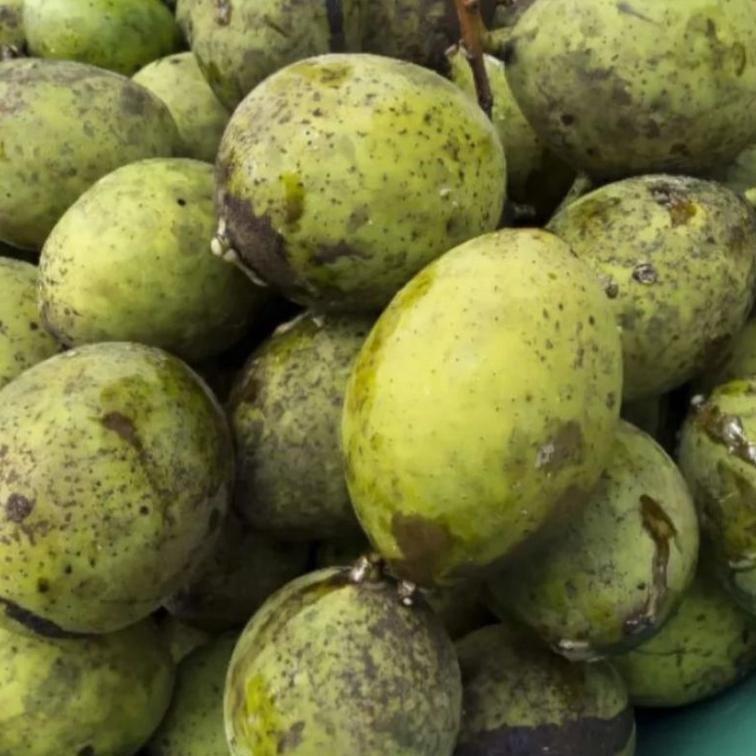 

Fitur Lengkap Buah Pakel Muda 1 Kg/Buah Limus /Buah Mangga/Buah Bacang Segar/Muda