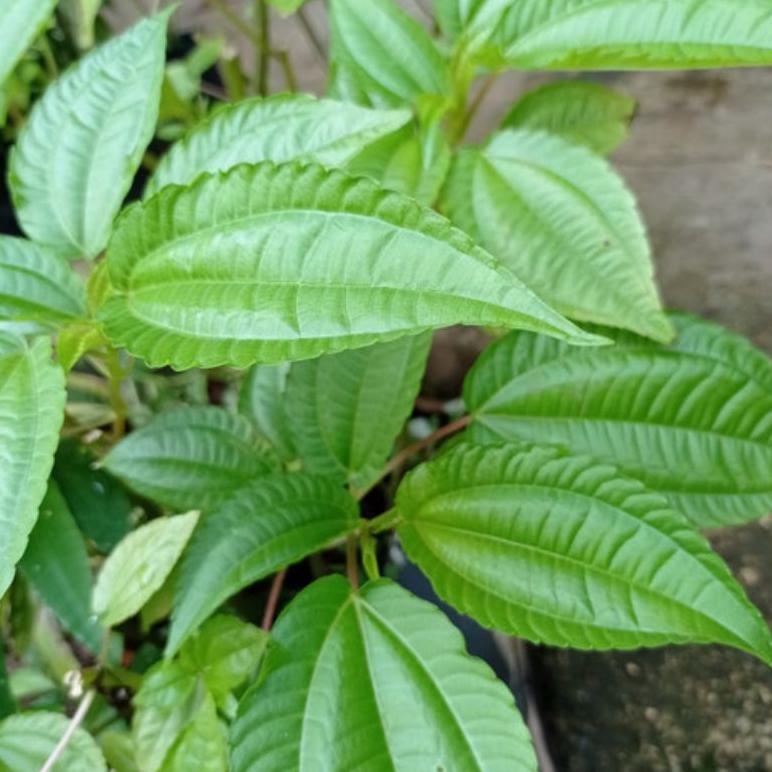 

Cocok Daun Pohpohan Fresh Daun Poh Pohan Lalapan Sehat