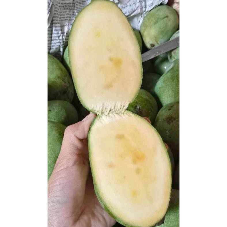 

Terjangkau 1Kg Jual Mangga Manalagi Malang 1Kg Murah Gratis Ongkir, Ready Mangga Manalagi