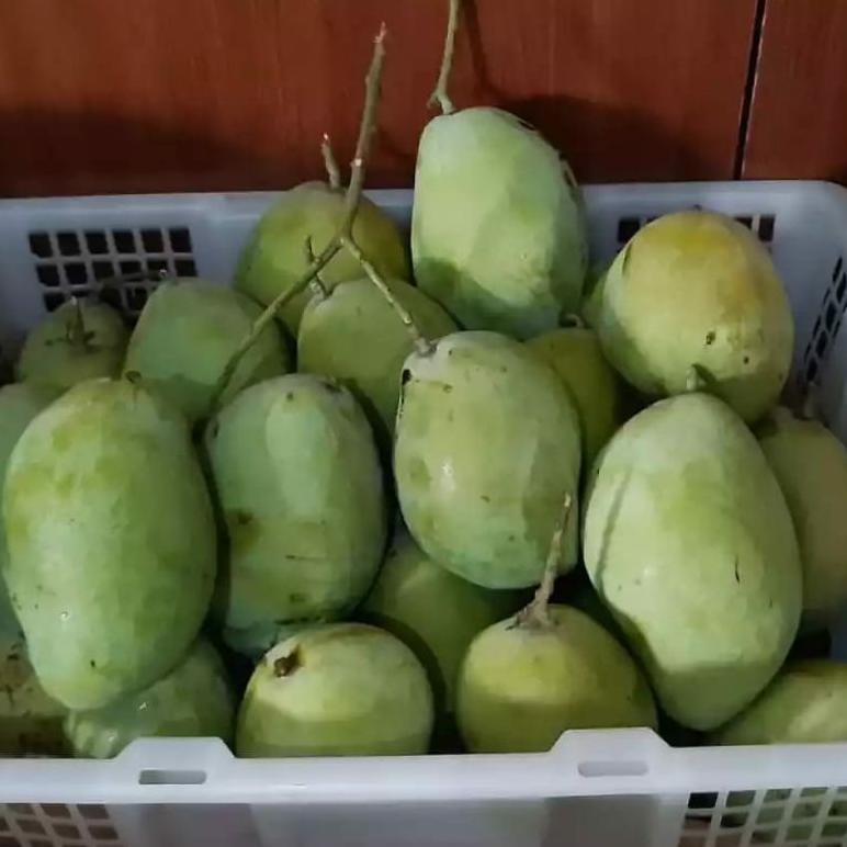

Bermutu Buah Mangga Indramayu Matang 1 Kg