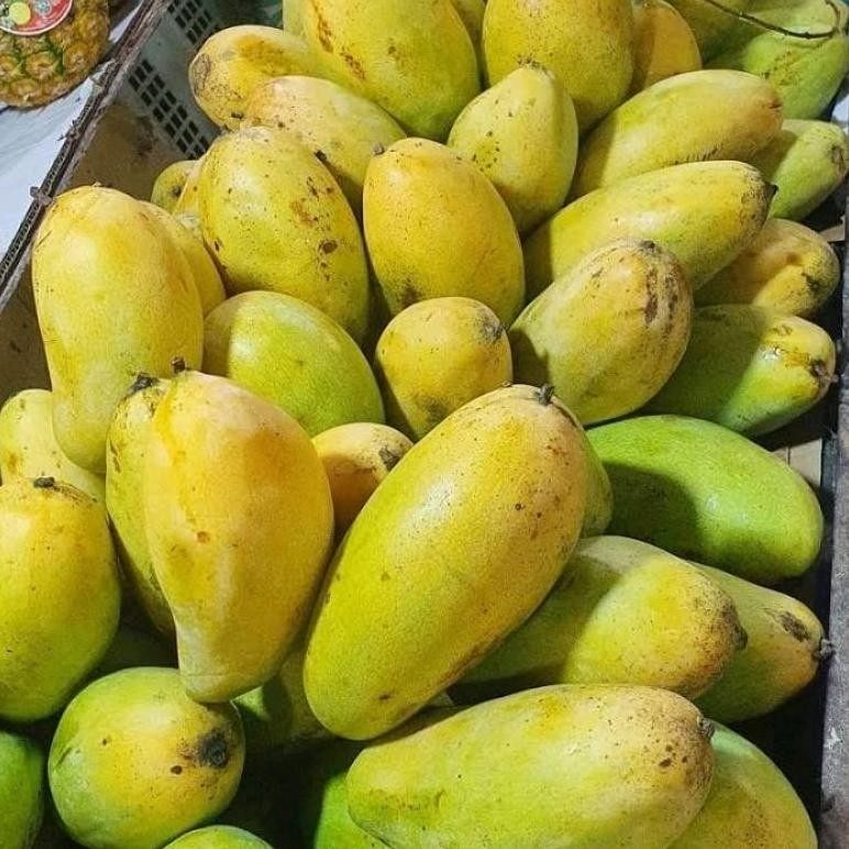 

Inspiratif Mangga Golek Super Manis 1 Kg