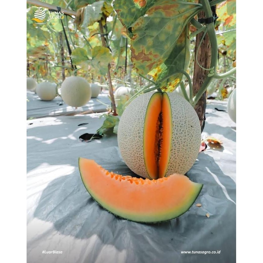 (1 PACK) Benih Melon New Ceria Hibrida F1 Orange Sweet Rock Melon - Tunas Agro Seed - 10 GRAM murah