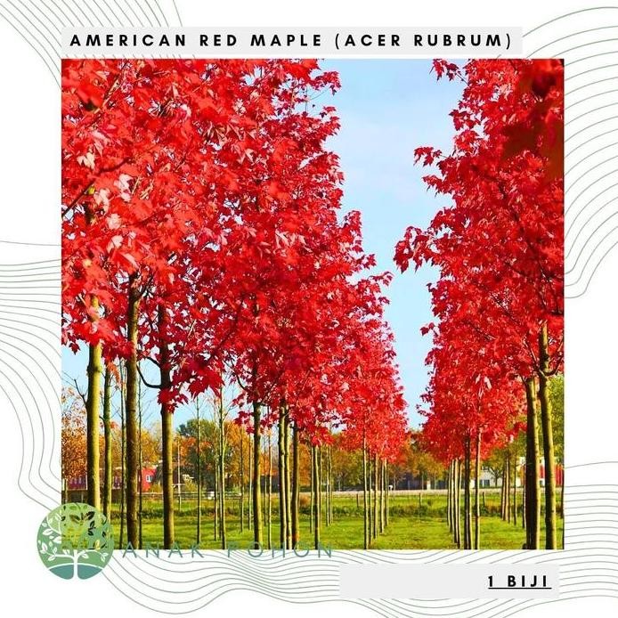 Benih Bibit Biji - American Red Maple / Canadian Maple Tree (Acer rubrum) Pohon Eksotis Seeds - IMPO