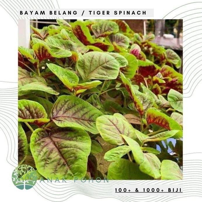 Benih / Bibit / Biji - Bayam Belang (Tiger Spinach) - IMPORT murah