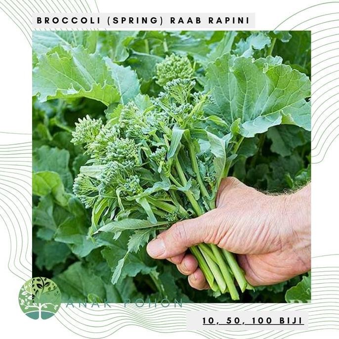 

Benih Bibit Biji - Broccoli (Spring) Raab Rapini Brokoli Mini Seeds murah