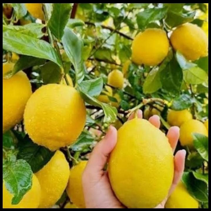 

Pohon Jeruk Lemon California Bibit Tanaman Pohon Buah Jeruk Lemon