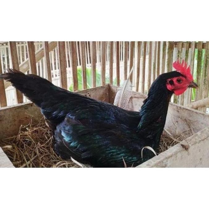 

TELUR AYAM PAMA NINJA IQ F1/TELUR VERTIL AYAM PETARUNG