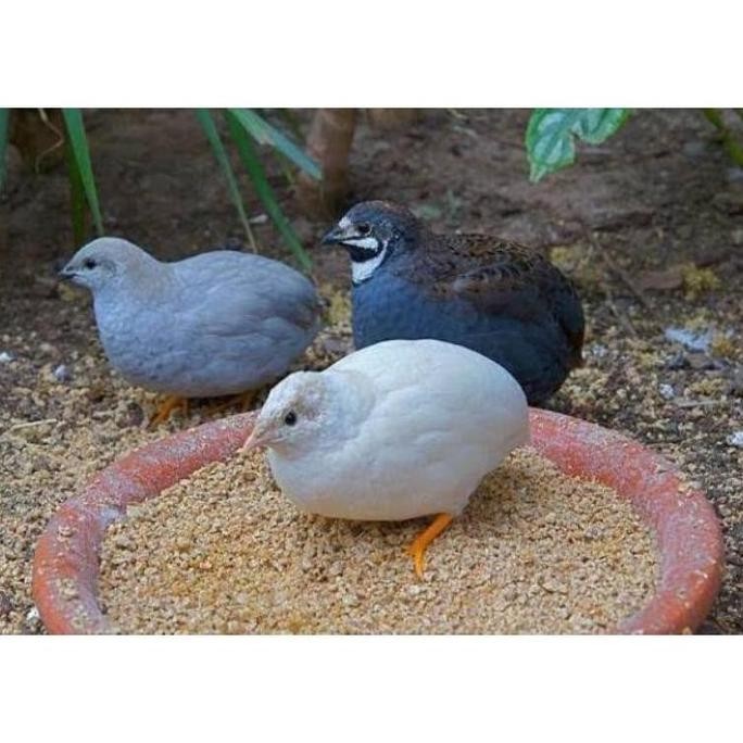 

TELUR VERTIL BURUNG PUYUH HIAS SIAP TETAS HASIL TERNAK KUALITAS