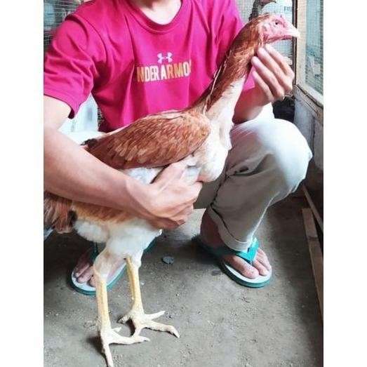 

SUSU / TELUR TETAS VERTIL BARRED ROCK SILANG INDIO GIGANTE F1 / 1
