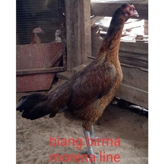 

TELUR VERTIL AYAM BIRMA MORENA LINE/TELUR UNTUK DITETASKAN