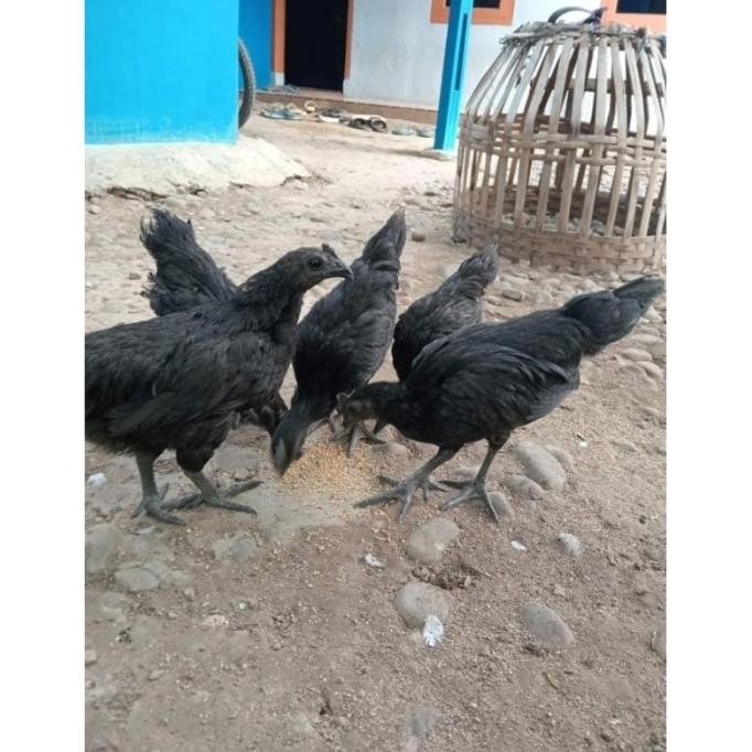 

3 TELUR VERTIL AYAM CEMANI SORTIRAN