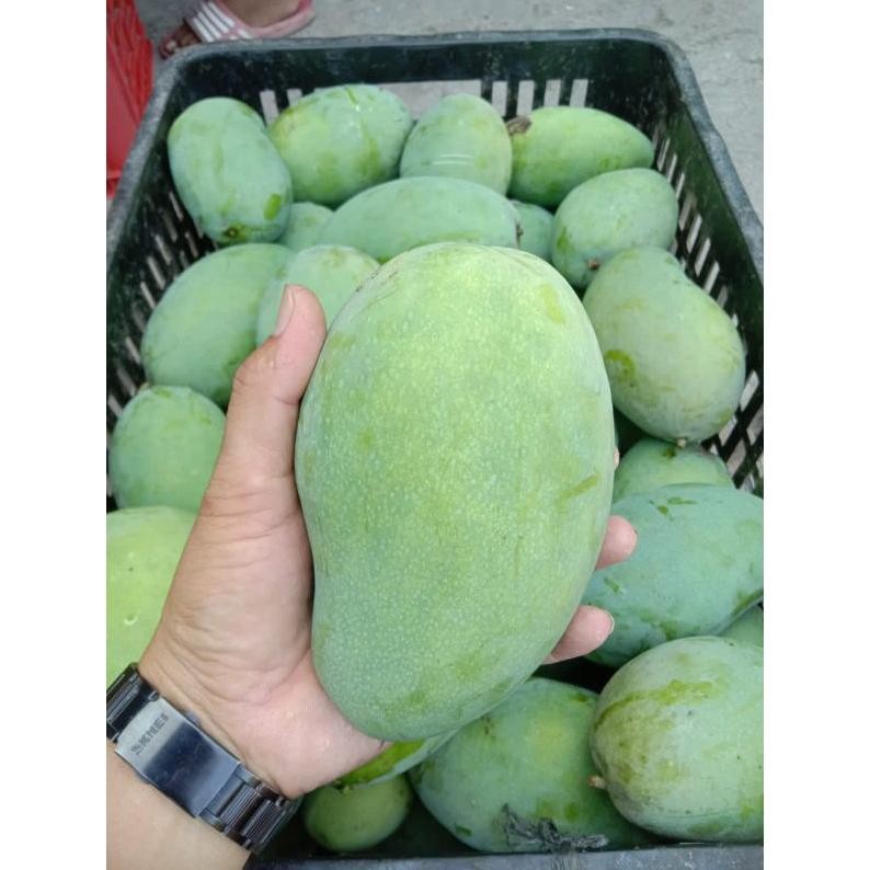 

Luar Biasa Mangga Gadung/Mangga Klonal/Mangga Alpukat