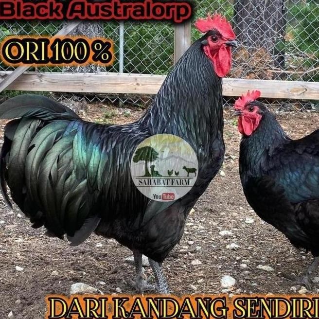 

TELUR TETAS VERTIL AYAM PETELUR BLACK AUSTRALORP PURELINE