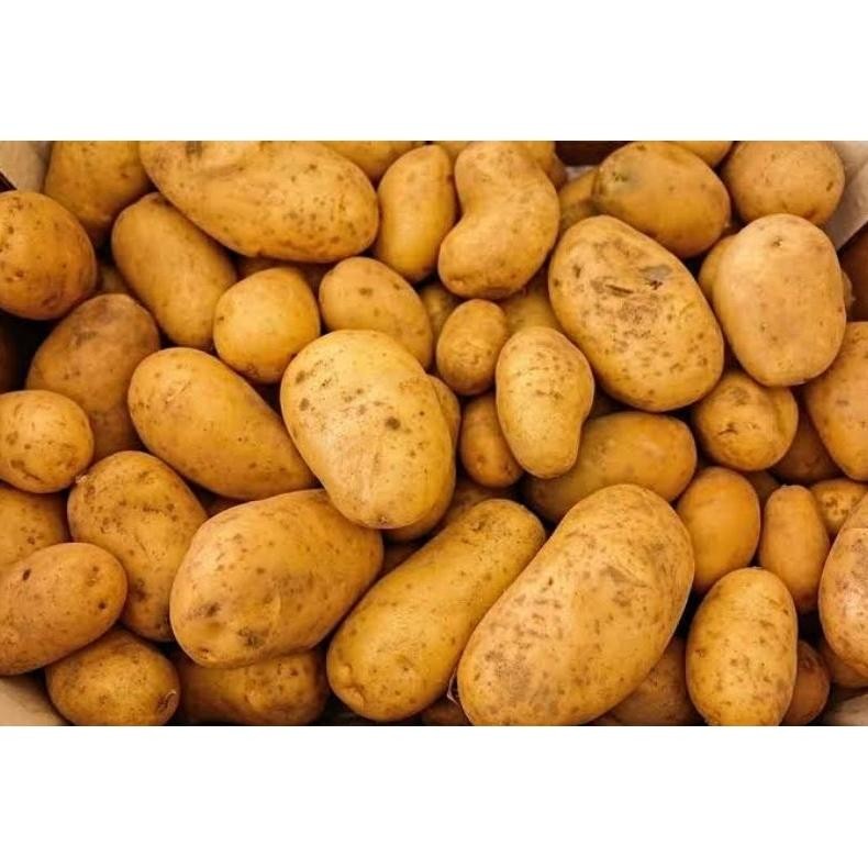 

Segera Kentang Dieng 1Kg Kualitas Terbaik Khas Wonosobo