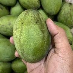 

Luar Biasa Mangga Madu Lokal