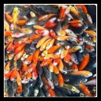 IKAN MAS HIDUP PAKAN IKAN PREDATOR (+/- 17 EKOR)