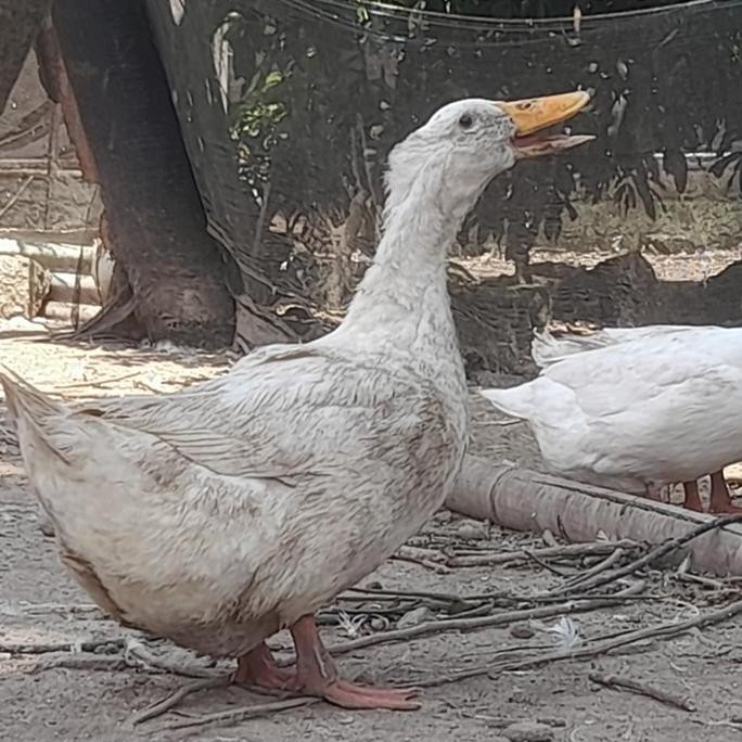 

TELUR BEBEK PEKING VERTIL