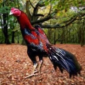 

TELUR AYAM PAKHOY JUMBO VERTIL SIAP DI TETASKAN JAMINAN SUPER OIGINAL BERGARANSI ASLI