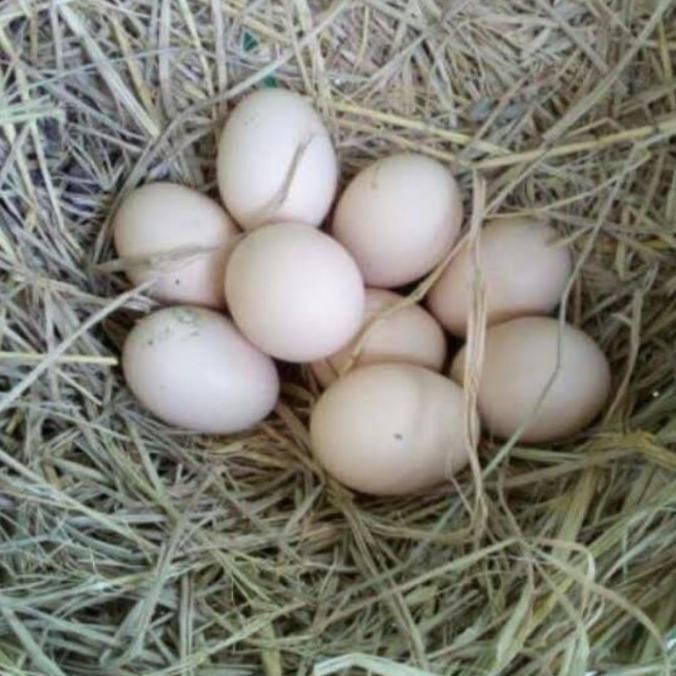 

TELUR AYAM PAKHOY WHITE KING VERTIL SIAP DI TETASKAN JAMINAN SUPER OIGINAL BERGARANSI