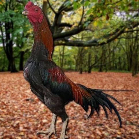 

TELUR AYAM PAKHOY JUMBO VERTIL SIAP DI TETASKAN JAMINAN SUPER OIGINAL BERGARANSI