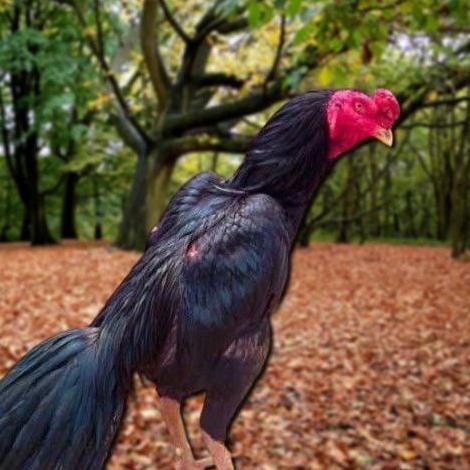 

TELUR AYAM PAKHOY LINE MANE VERTIL SIAP DI TETASKAN JAMINAN SUPER OIGINAL BERGARANSI