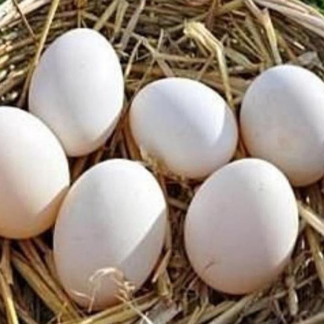 

TELUR AYAM KAMPUNG VERTIL/TELUR AYAM KAMPUNG ORIGINAL/TELUR AYAM JAWA